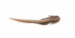 Wood frog (Rana sylvatica) tadpole with visible external gills. Top view