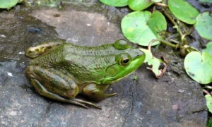 American bullfrog on concrete slab