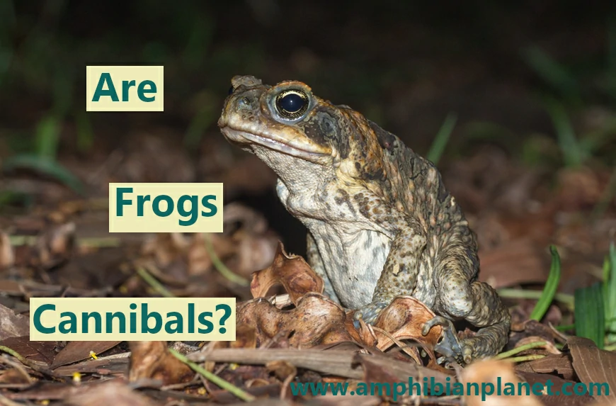Are frogs cannibals?