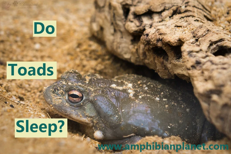 Do toads sleep?
