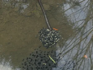 Freshly laid wood frog egg mass
