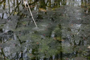 Large raft of deteriorated wood frog egg masses in a vernal pool