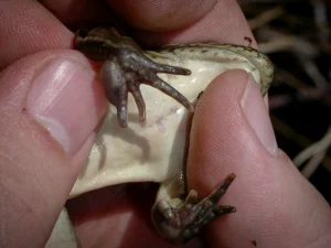Nuptial pads on a male Northern leopard frog (Lithobates pipiens)