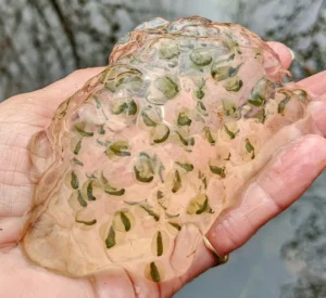 Spotted salamander egg mass with eggs visible inside the mass
