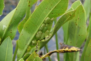 Squirrel tree frogs (Hyla squirella) sleeping on the underside of a leaf