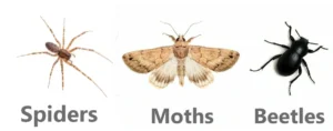 What adult Wood frogs eat in the wild