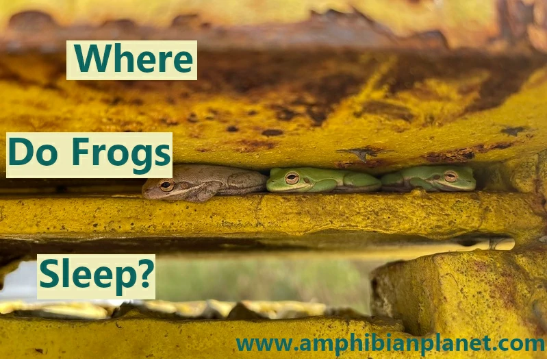 Where do frogs sleep