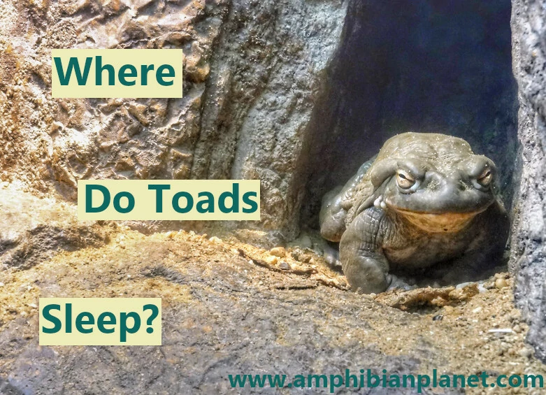 Where do toads sleep?
