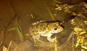 Crab-eating frog (Fejervarya cancrivora)
