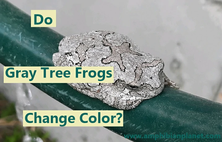 Do gray tree frogs change color