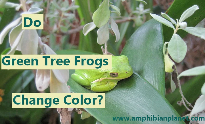 Do green tree frogs change color