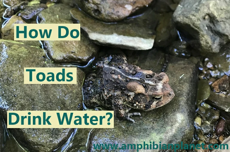 How do toads drink water