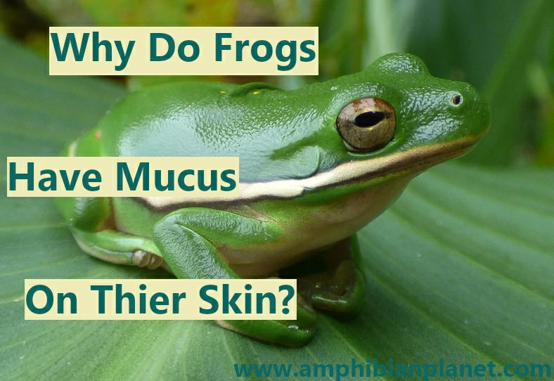 Why are frogs slimy