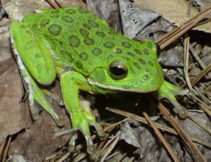 Barking tree frog