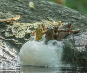 Brown Tree Frogs (Polypedates megacephalus) in multiple amplexus