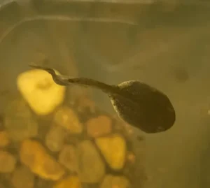 European common frog tadpole to view