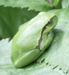 European tree frog