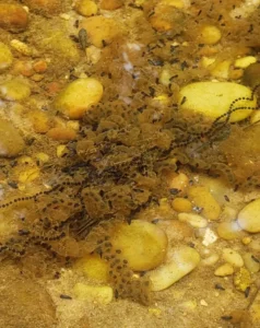 Fowler’s toad egg strands
