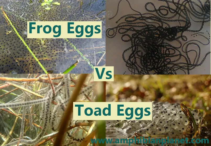 Frog eggs Vs Toad Eggs.