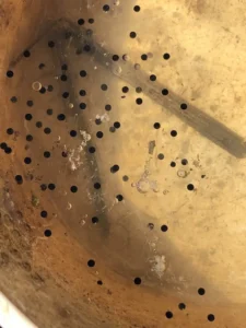Gray tree frog egg mass floating a cup