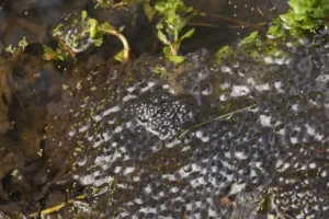 Mass of common frog eggs in a shallow pond