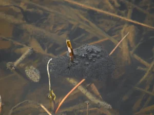 Northern leopard frog egg mass attached to a twig in a shallow pool