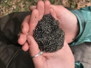 Northern leopard frog egg mass in hand