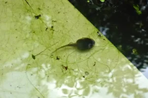Northern red-legged for tadpole in a shallow pond