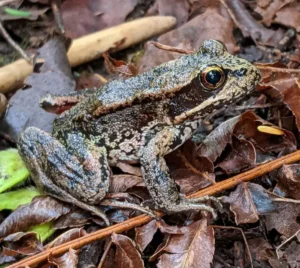 Northern red-legged frog