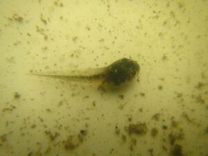 Pacific tree frog tadpole in a pond with algae