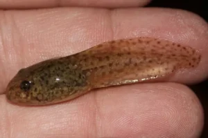 Pickerel frog tadpole side view