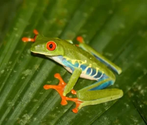 Red-eyed tree frog
