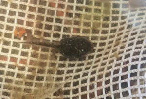Southern toad tadpole with a net in background