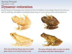Spring peeper dynamic color change