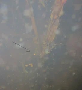 Spring peeper eggs at the bottom of a pond