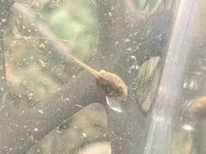 Spring peeper tadpole top view