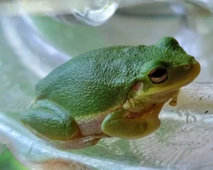 Squirrel tree frog