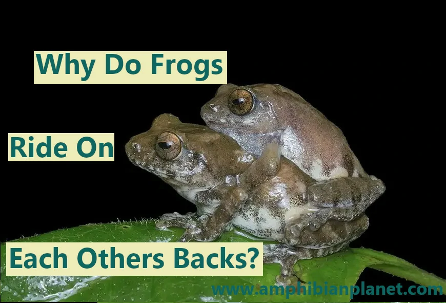 Why do frogs ride on each other's backs