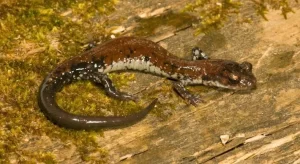 A-Rich-Mountain-Salamander-on-a-log