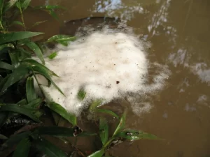 A Tungara frog foam nest