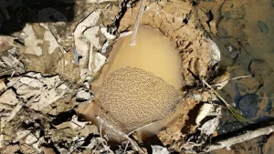 A blacksmith tree frogs mud nest with eggs