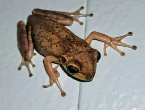 A cuban tree frog on a wall