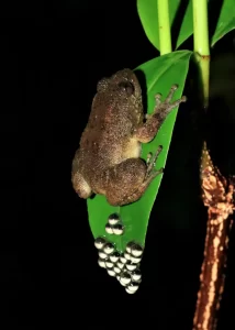 A female Bombay night frog laying her eggs. Photo by Himanshu Pandav (CC BY-NC 4.0 DEED)