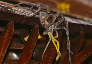 A fishing spider eating a tree frog