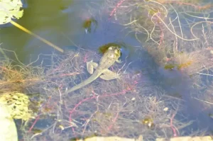 A froglet with well developed legs and a tail