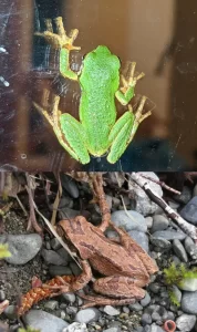 A green and a brown Northern Pacific tree frog.