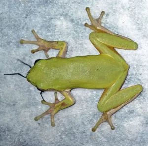 A green tree frog eating a spider