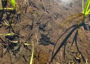 A group of Yosemite toad tadpoles in a shallow pool