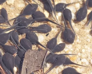 A group of cane toad tadpoles in a shallow pool