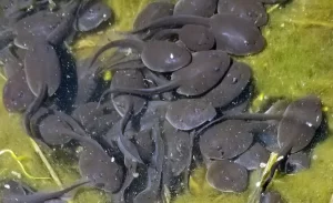 A group of western toad tadpoles in a pond